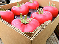 Metic Half Tray